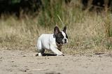 BOULEDOGUE FRANCAIS 148